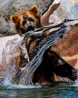 Max the Bear