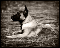 Scout's Portraits 2013